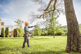 Best Hazardous Tree Removal  in Independence, OR